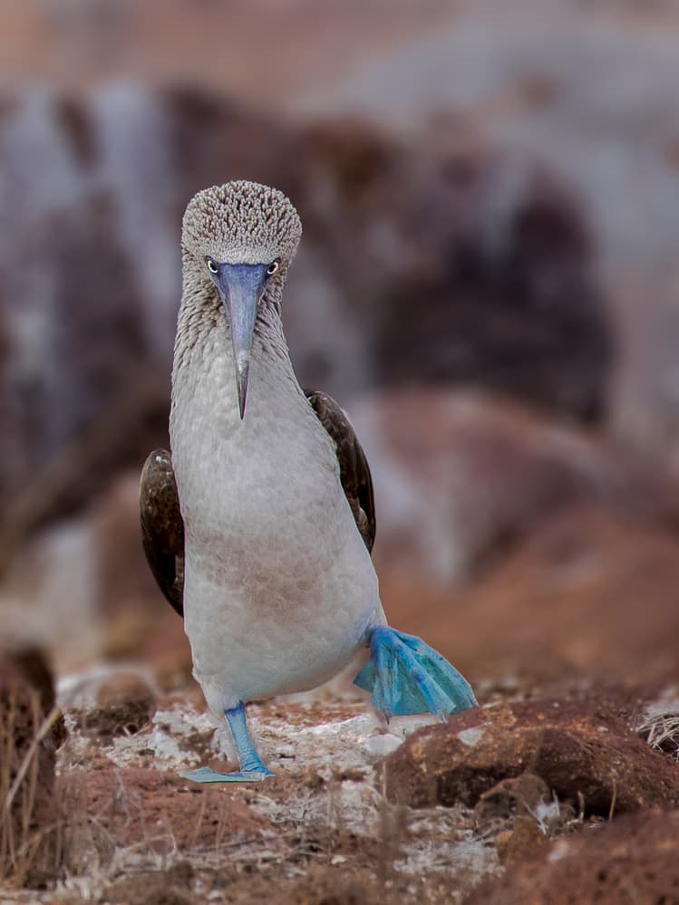 Blue-footed Booby by Siyu_Wei APA — canvas wall art