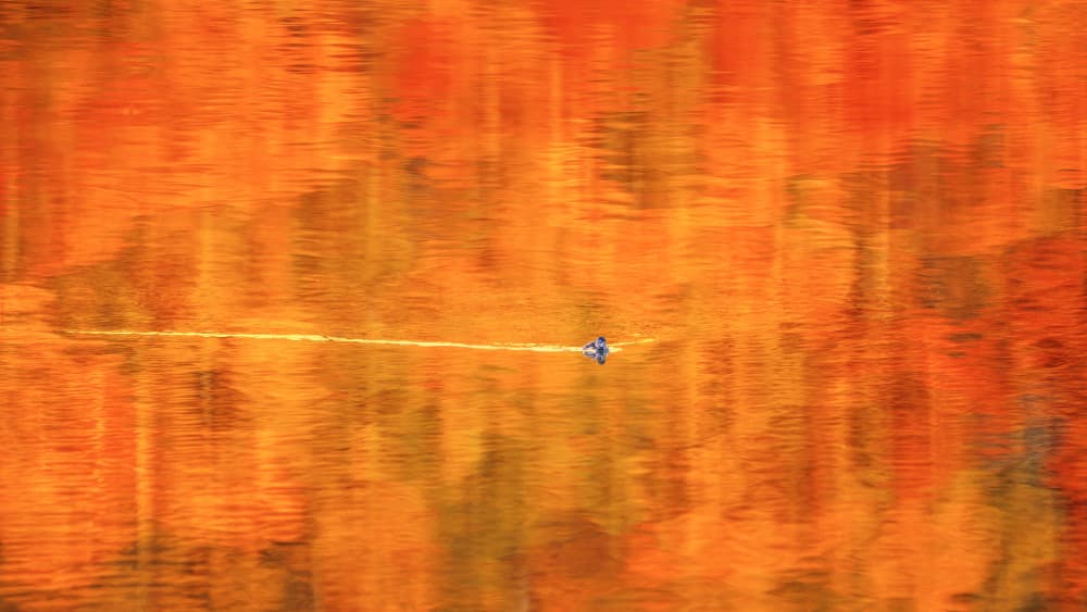 Autumn Water Bird by John Fan — canvas wall art