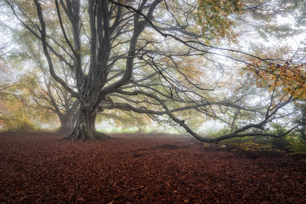 Misty Autumn Trees by Sergio Barboni — canvas wall art