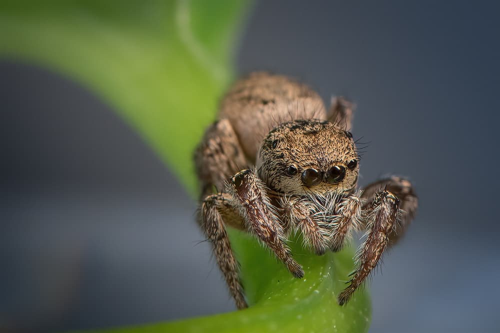 Jumping Spider Close Up by Ivy Deng — canvas wall art