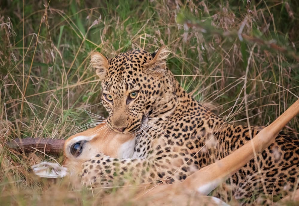 Leopard and Impala Prey by YY DB — canvas wall art