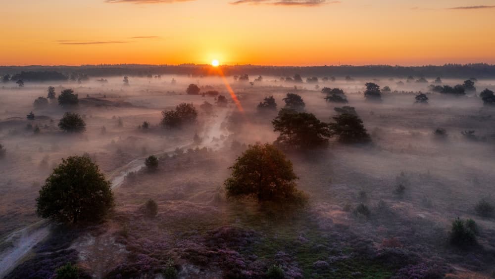Misty Heather Sunrise by Piet Haaksma — canvas wall art