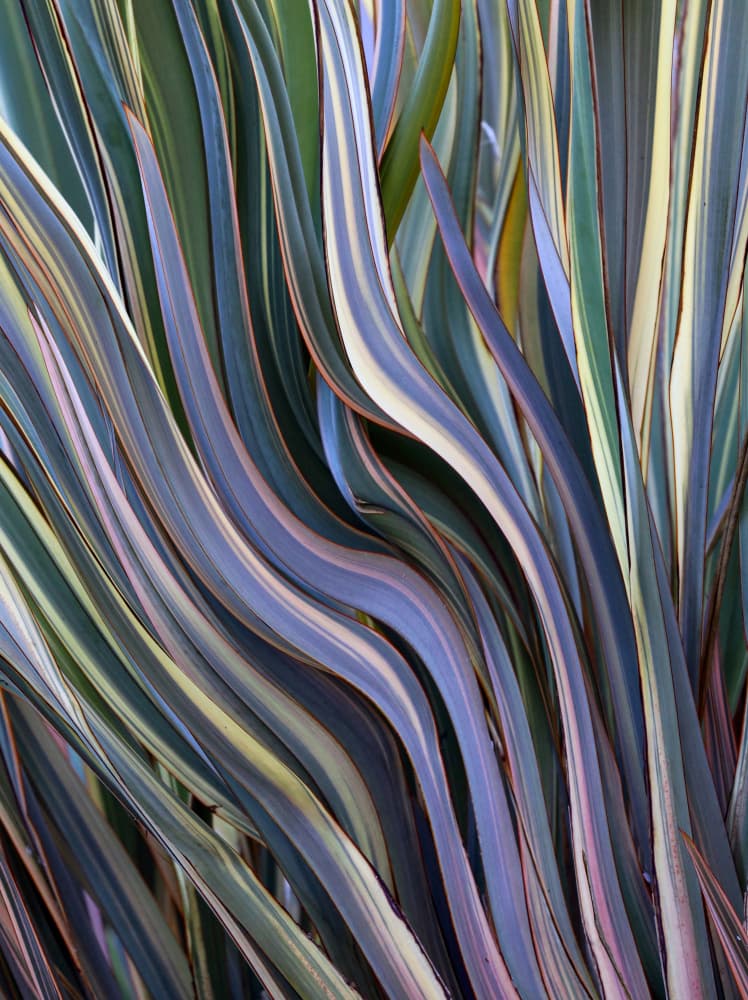 Vibrant Striped Foliage by Robin Wechsler — canvas wall art