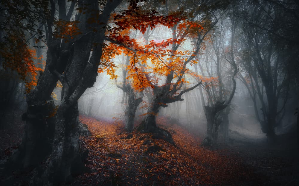 Misty Autumn Forest by Fabrizio Massetti — canvas wall art