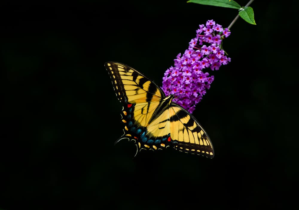 Vibrant Swallowtail Bloom by Wei (David) Dai — canvas wall art
