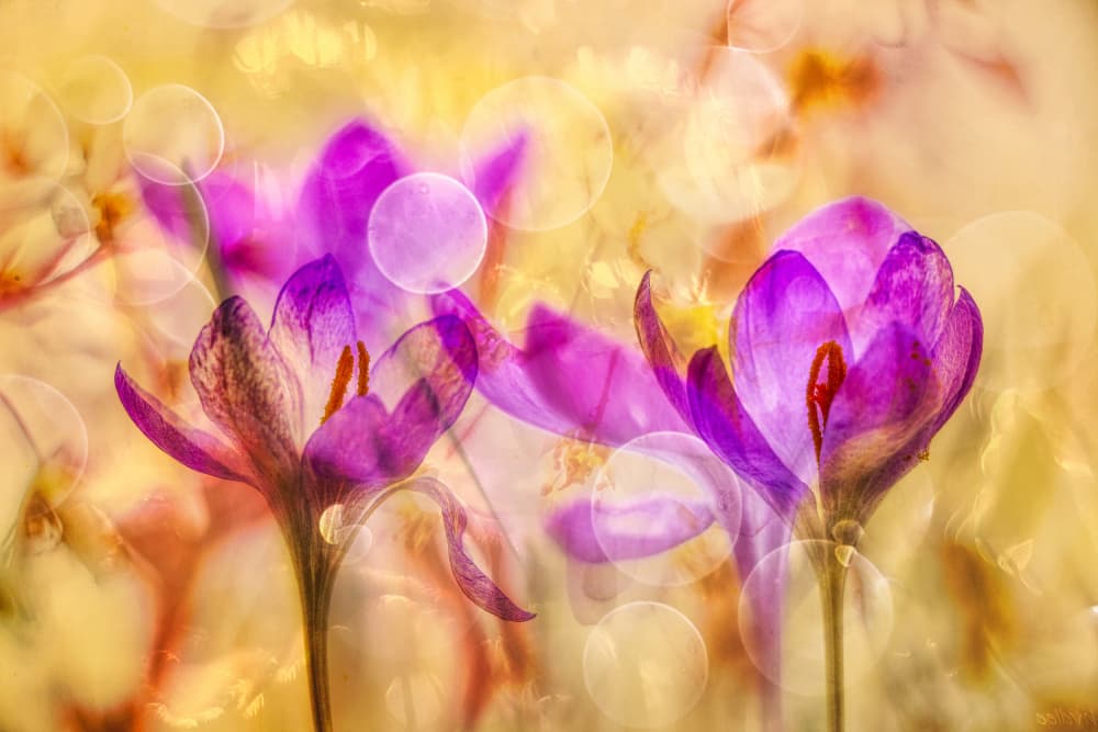 Dreamy Crocus Glow by Hilda van der Lee — canvas wall art