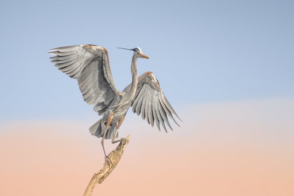Elegant Heron Wings Spread by Max Wang — canvas wall art