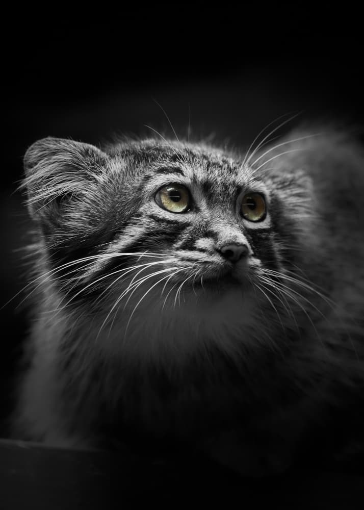 Watchful Pallas Cat by Kaisyakuji Yushi — canvas wall art