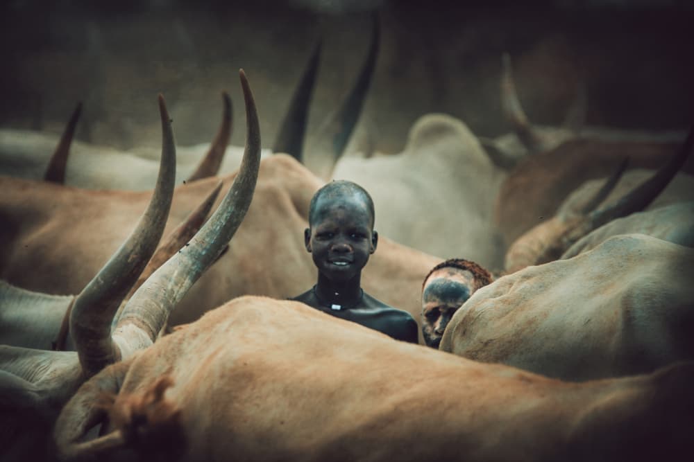 Smiling Child Among Cattle by Svetlin Yosifov — canvas wall art