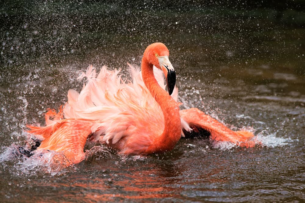 Pink Flamingo Splash by John Fan — canvas wall art