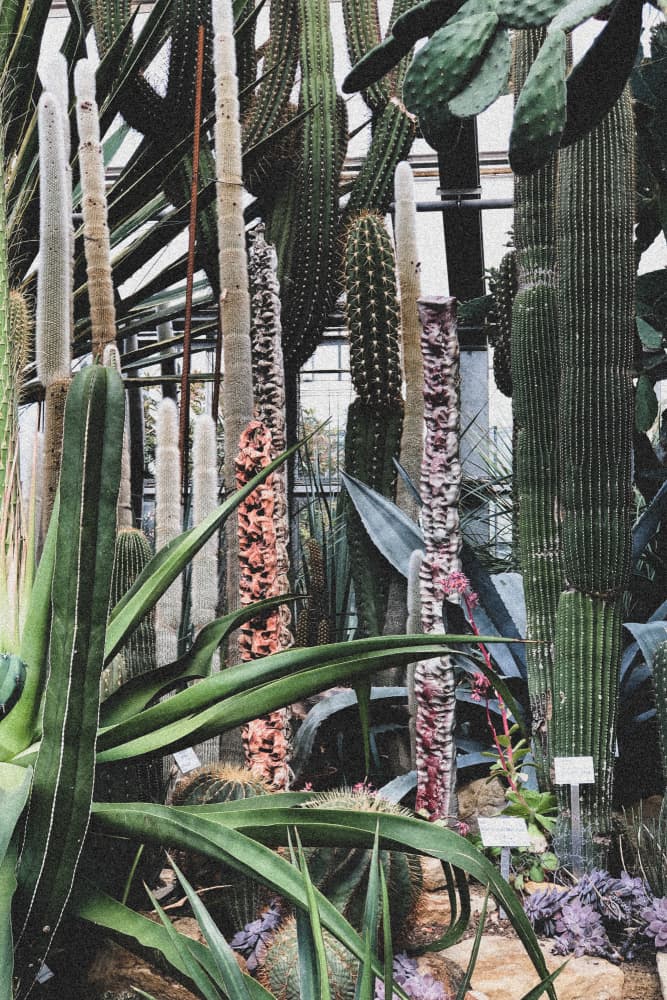 Cactus Sanctuary by uplusmestudio — canvas wall art