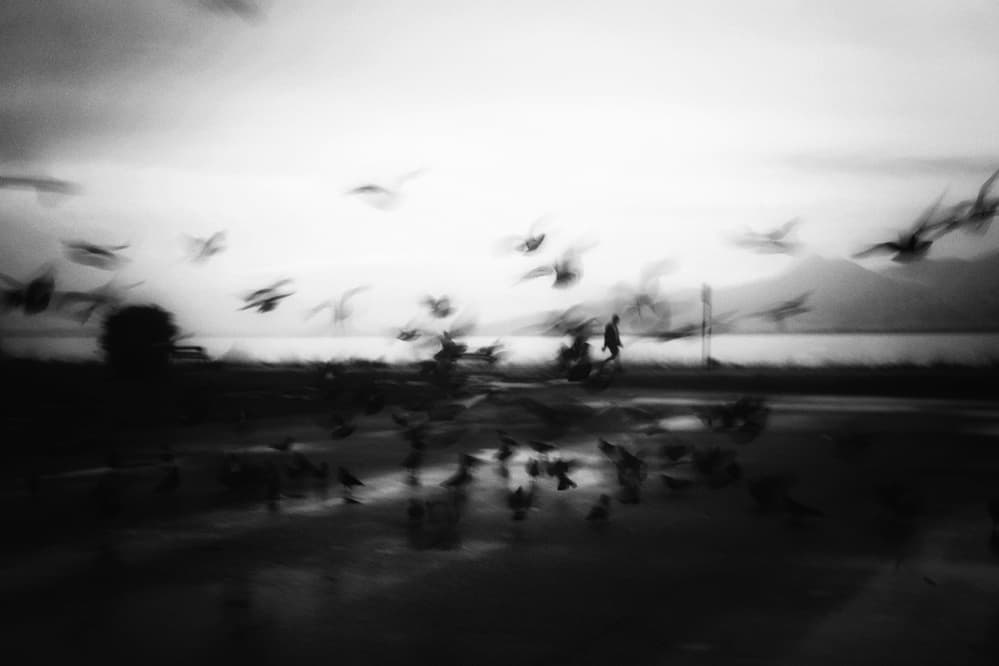 Motion Blur Birds And Walker by Ali Ayer — canvas wall art