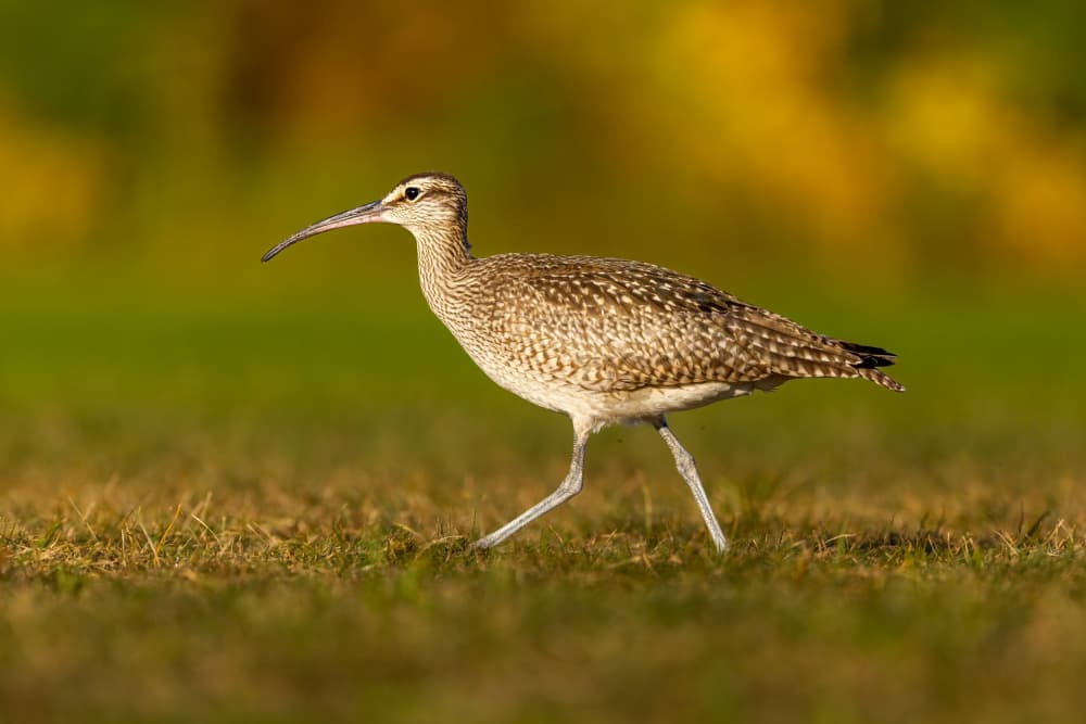 Golden Hour Whimbrel by Steven Zhou — canvas wall art