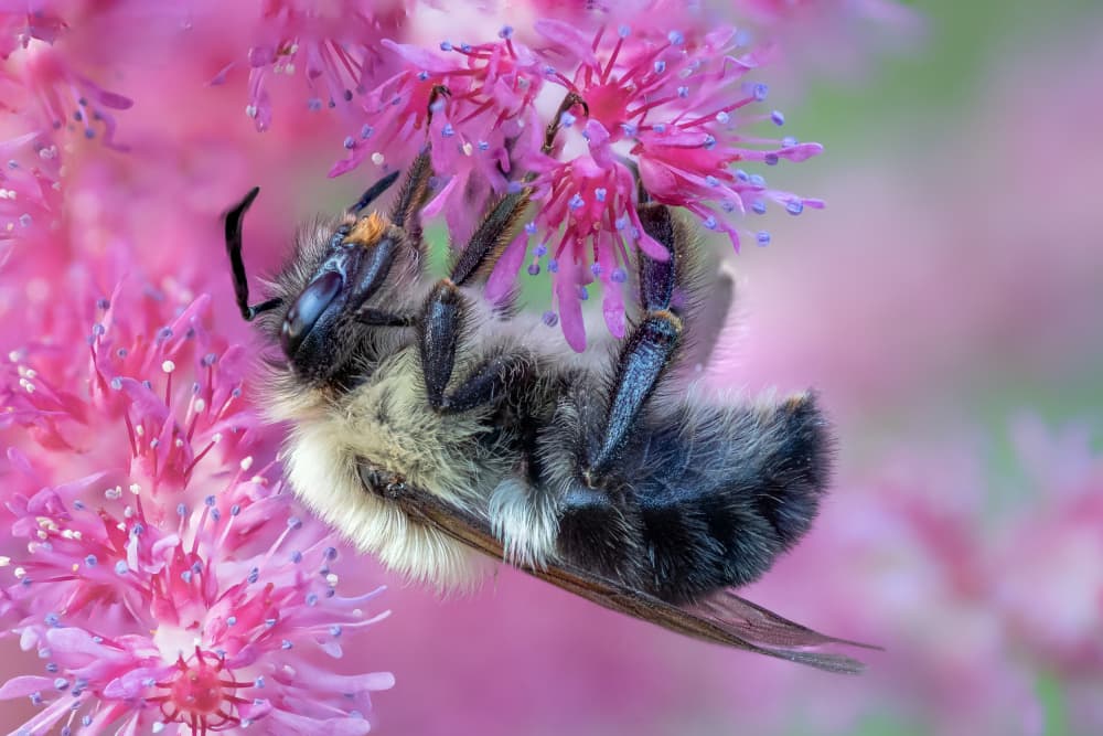 Fuzzy Bee Pink Blossom by Atul Saluja — canvas wall art
