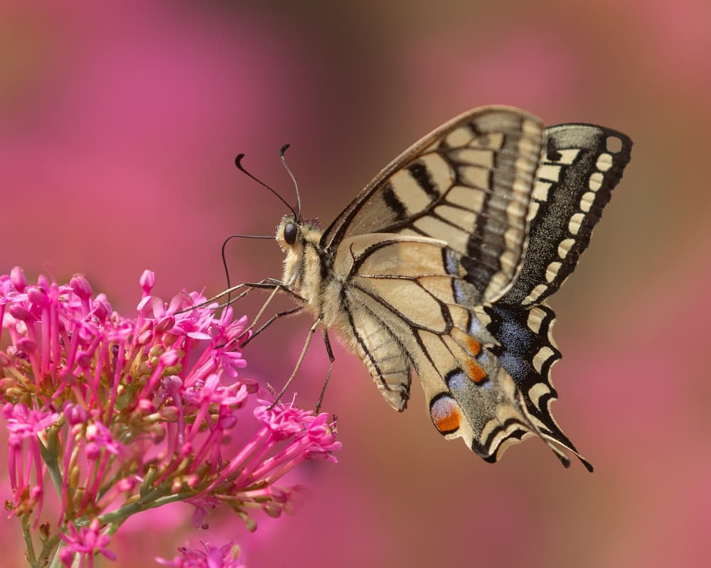 Swallowtail Butterfly on Pink by Annie Keizer — canvas wall art