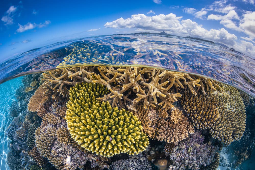 Coral Reef Split View by Barathieu Gabriel — canvas wall art