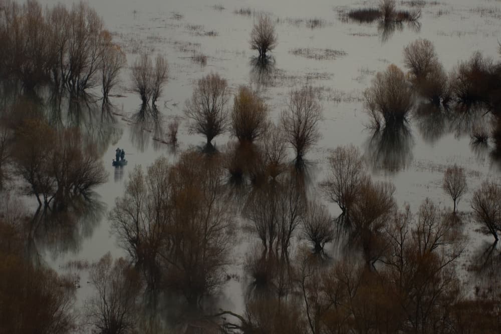 Flooded Forest Reflections by Mathilde Guillemot — canvas wall art