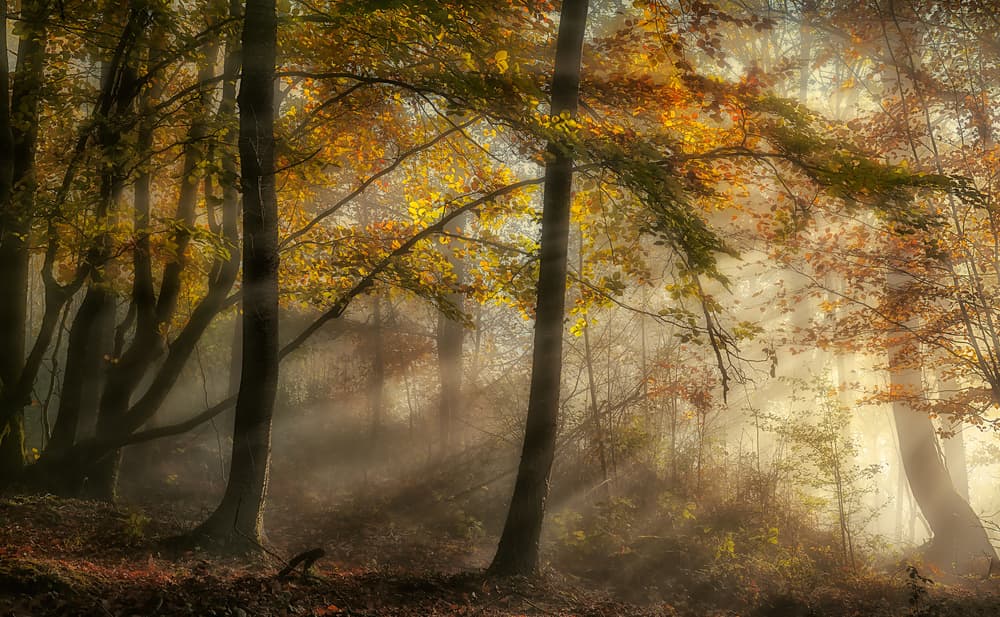 Misty Autumn Forest Light by Fran Osuna — canvas wall art