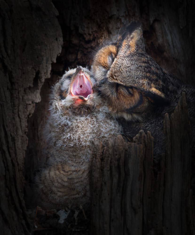 Yawning Baby Owlet by Kevin Wang — canvas wall art