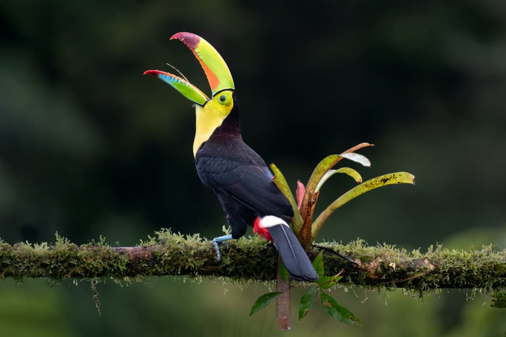 Vibrant Toucan's Jungle Call by Els Keurlinckx — canvas wall art