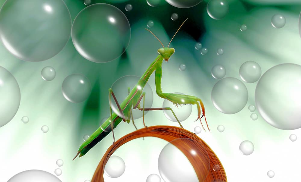 Praying Mantis Serenity by Thierry Dufour — canvas wall art