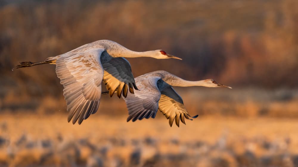 Graceful Cranes in Flight by John Fan — canvas wall art