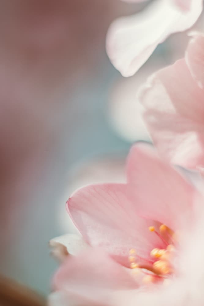 Soft Pink Blossoms by Javier Pardina — canvas wall art