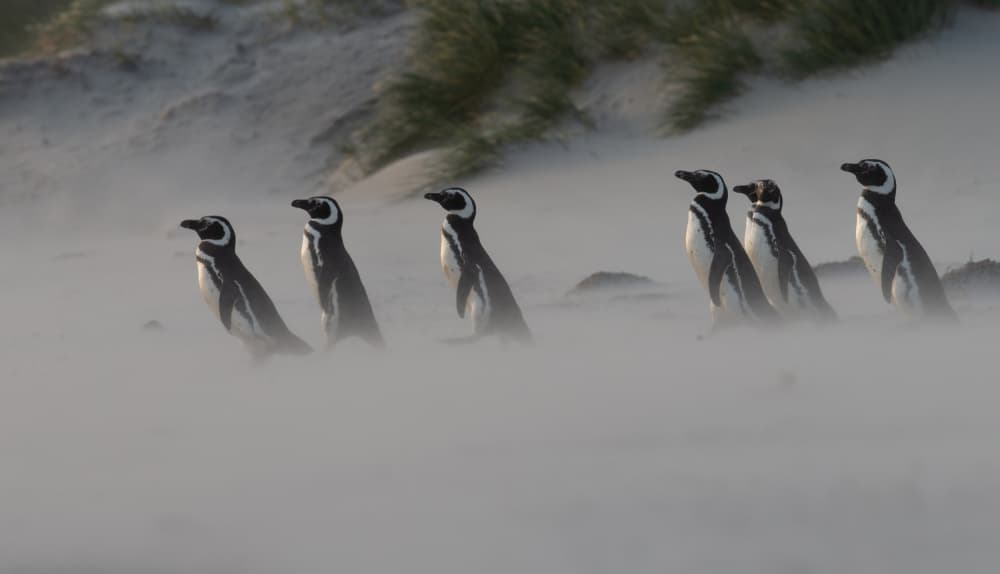 Penguins on the Beach by Cheng Chang — canvas wall art