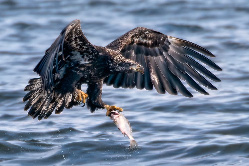 Majestic Eagle Fish Catch by John Fan — canvas wall art