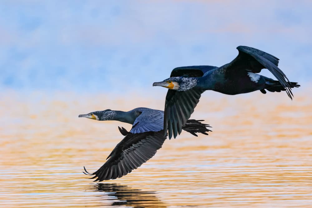 Cormorants Over Golden Water by David Manusevich — canvas wall art