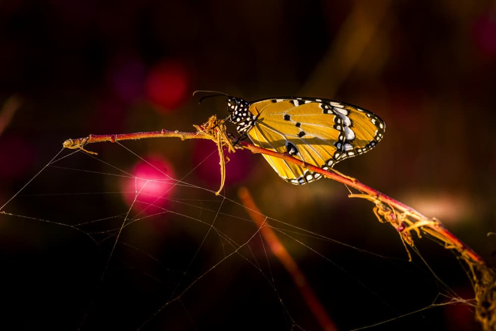 Glowing Monarch Butterfly by Eyal Alcalay — canvas wall art