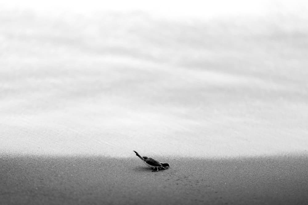 Baby Turtle's Ocean Journey by Haitham AL Farsi — canvas wall art