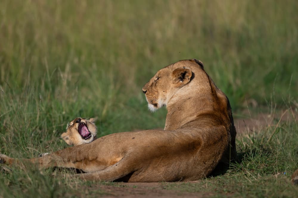 Yawning Lion Cub by Bjoern Alicke — canvas wall art