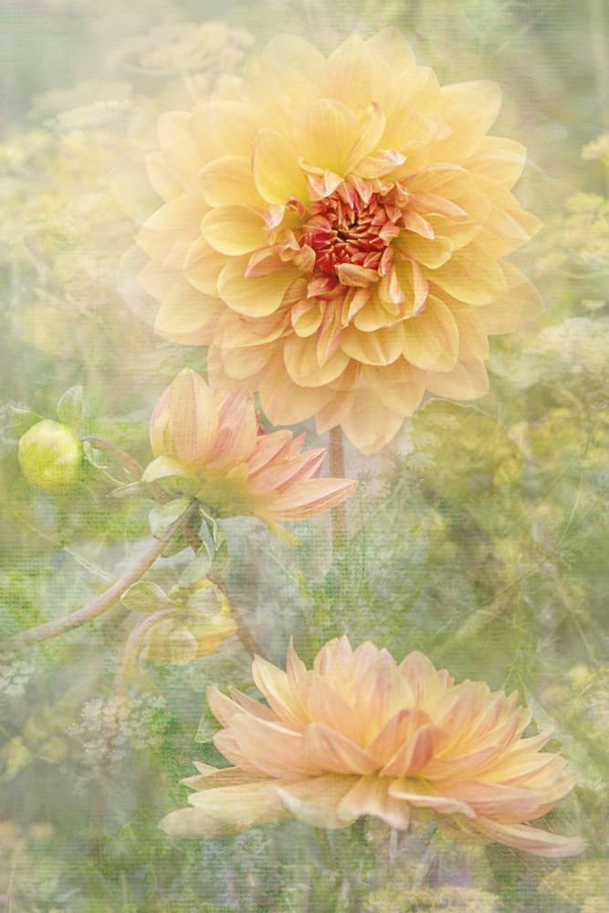 Dreamy Pastel Dahlias by Jacky Parker — canvas wall art