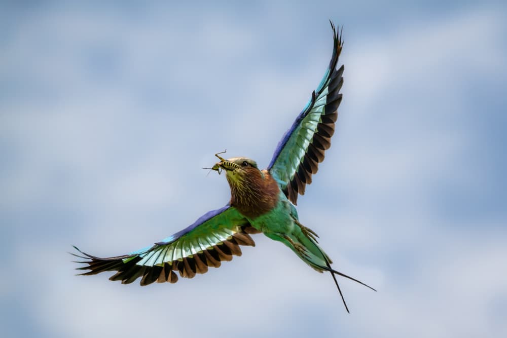 Vibrant Roller in Flight by Jianping Yang — canvas wall art