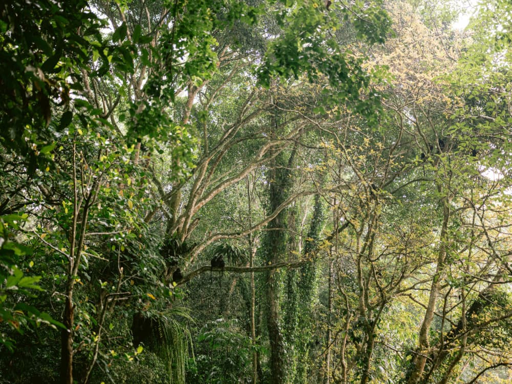 Monkeys in Lombok by Raisa Zwart — canvas wall art