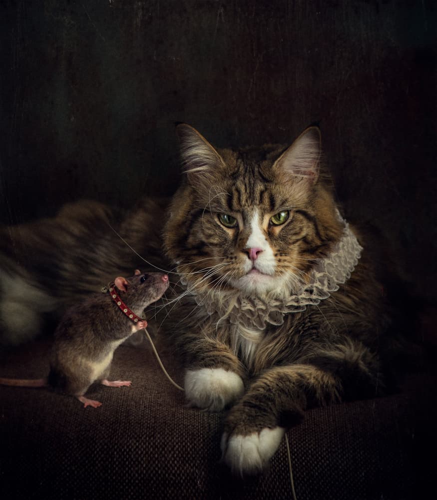 Regal Cat and Rat by Svetlana Melik-Nubarova — canvas wall art