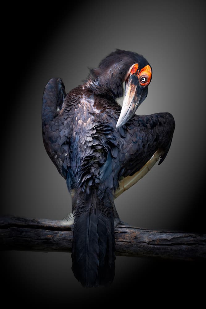 Wild Hornbill Gaze by Alex Zhao — canvas wall art