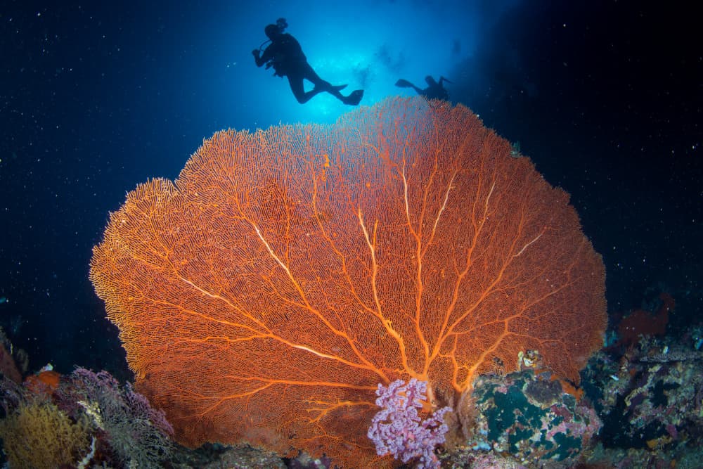 Majestic Fan Coral Dive by Cédric Péneau — canvas wall art