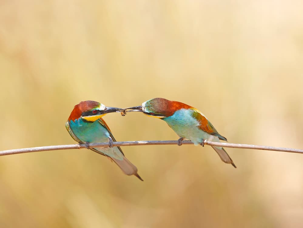 Vibrant Birds Feeding by Shlomo Waldmann — canvas wall art