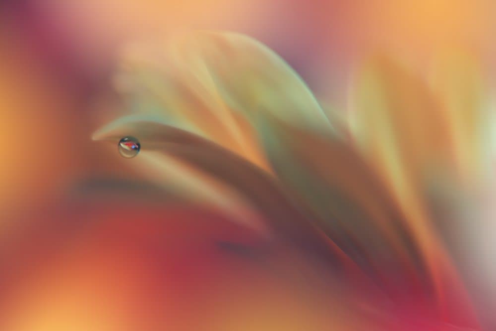 Warm Petal Reflection by Juliana Nan — canvas wall art