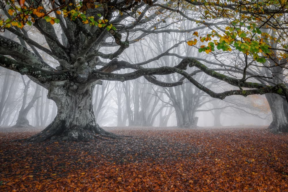 Autumn Forest Mist by Sergio Barboni — canvas wall art