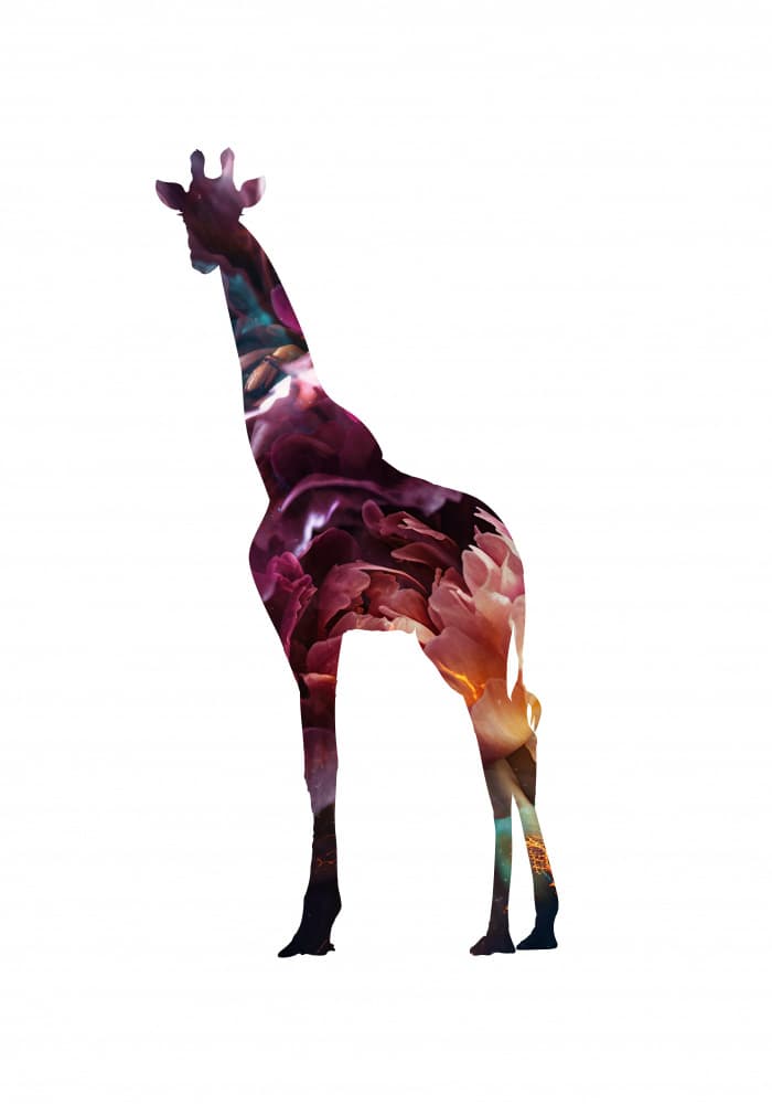 Floral Giraffe Silhouette by Sarah Manovski — canvas wall art