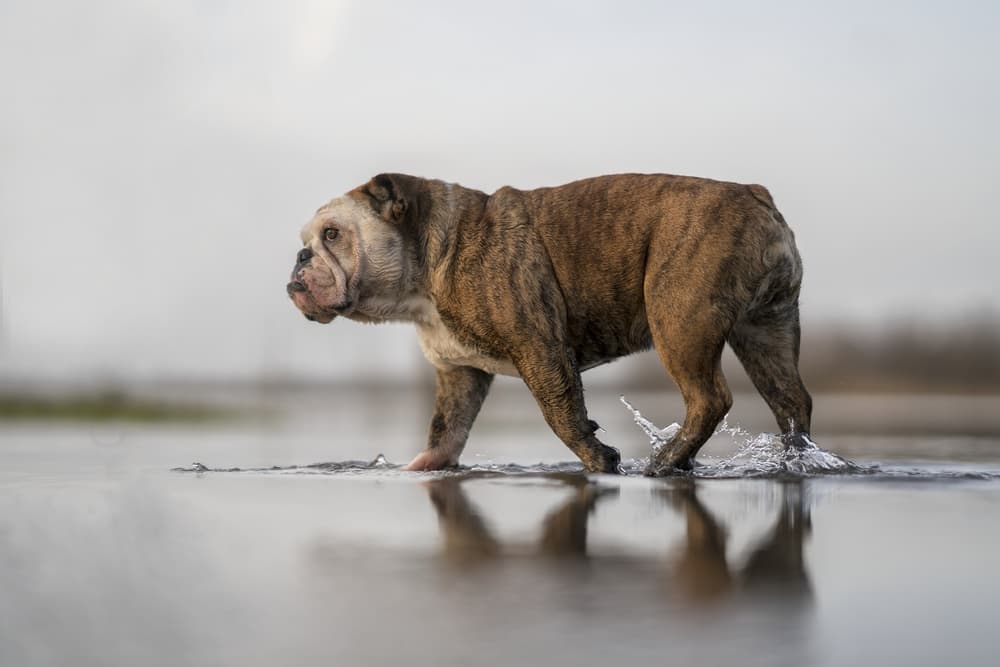 Brindle Bulldog Wading Calmly by Gert van den Bosch — canvas wall art