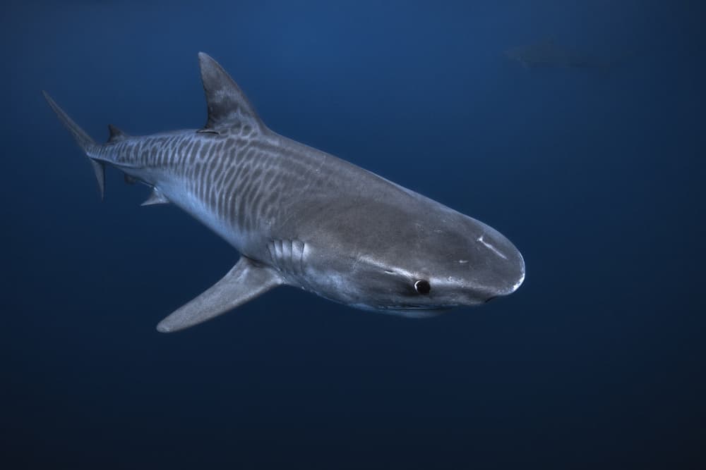 Underwater Tiger Shark by Barathieu Gabriel — canvas wall art