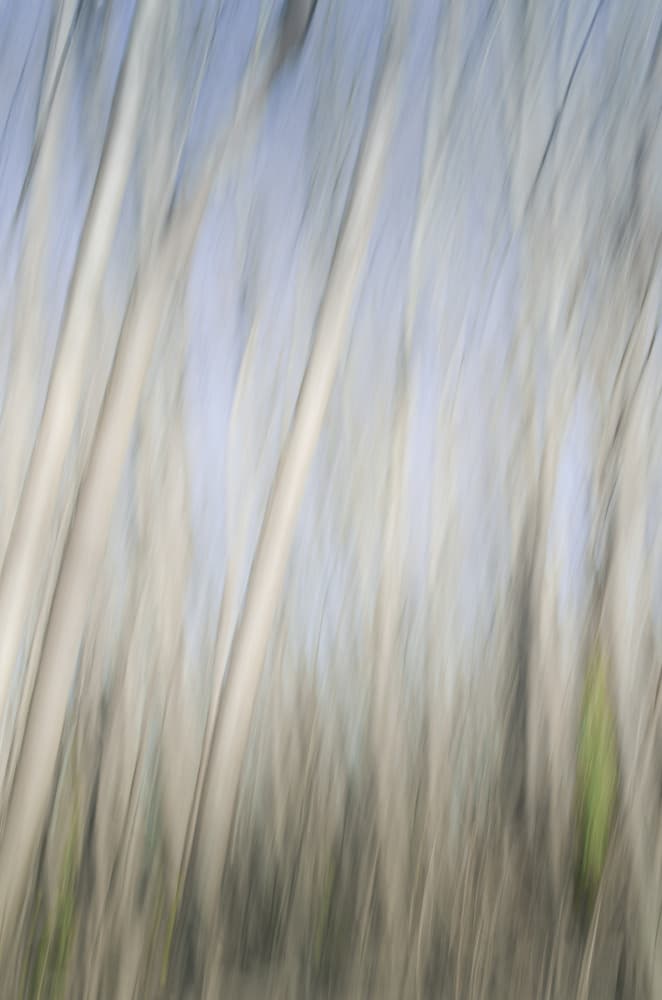 Blurred Birch Forest by Lynann Colligan — canvas wall art