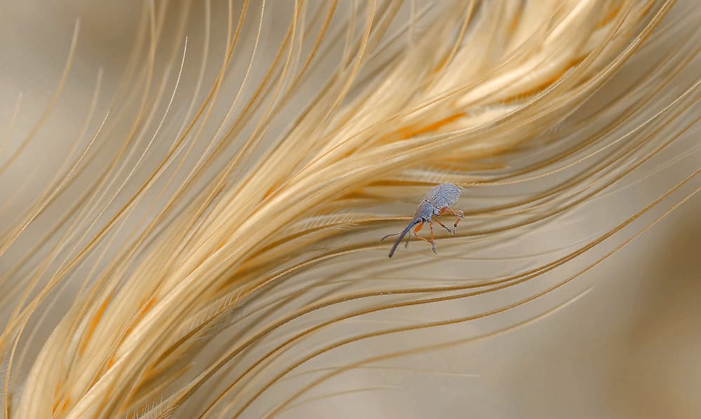 Tiny Weevil on Wheat by Thierry Dufour — canvas wall art