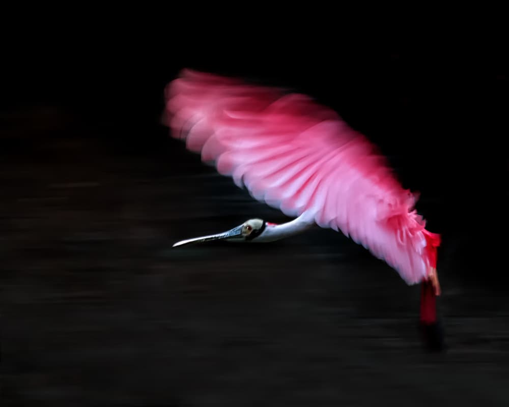 Roseate Spoonbill Flight by James Cai — canvas wall art