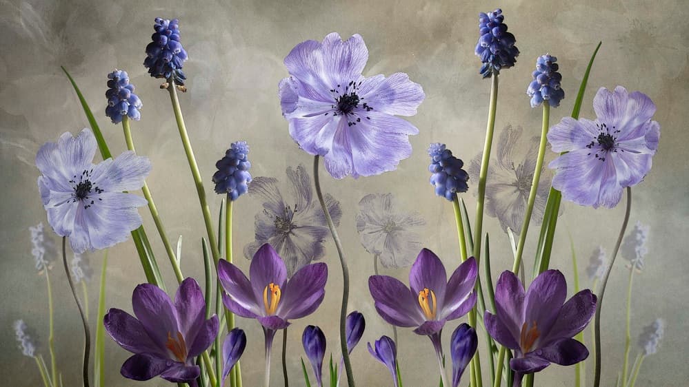 Purple Spring Blooms by Sharon Williams — canvas wall art