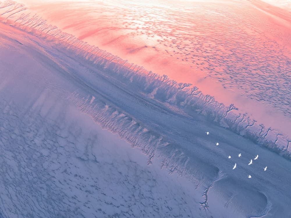 Pastel Aerial Bird Flight by Songlin Xu — canvas wall art